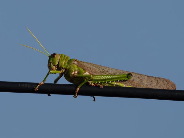Tropidacris collaris